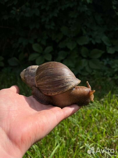 Улитка ахатина