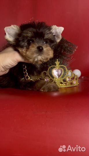 Йоркширский мини кукленок