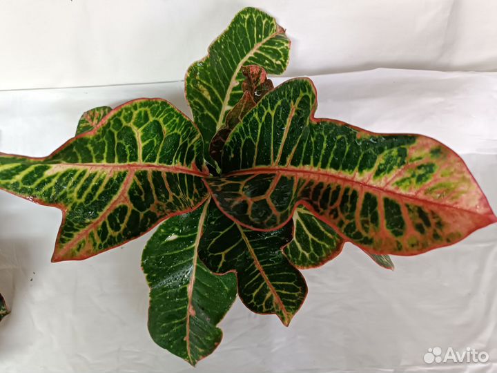 Кодиеум кротон