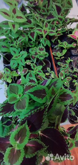 Сингониум, колеус, ахименесы