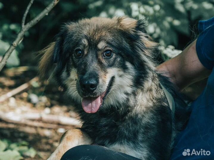 Сногсшибательно красивые собаки подростки