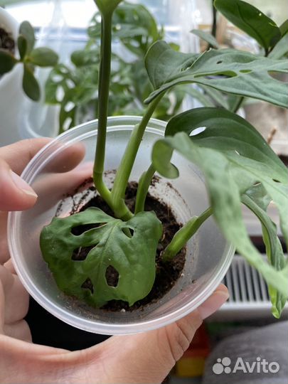 Монстера манки маск