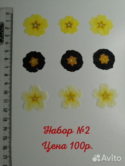 Сухоцветы для творчества