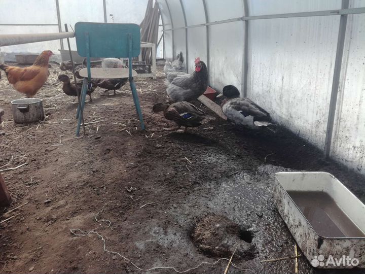 Утки подсадные