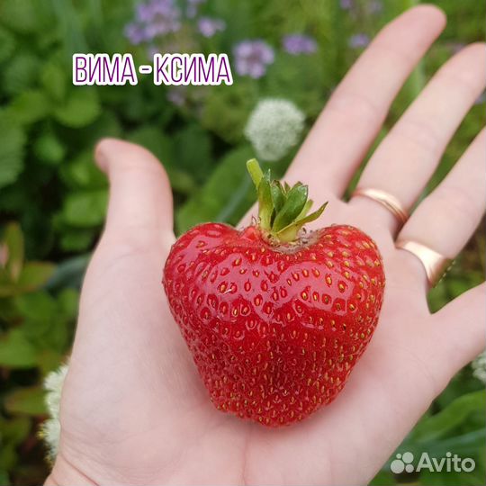 Рассада клубники (укорененные усы)