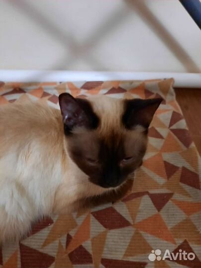 Кошки в добрые руки