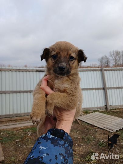 Кобелек Степочка