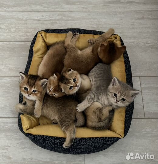 Котята золотая шиншилла