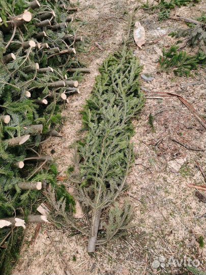 Пихта оптом, мини опт