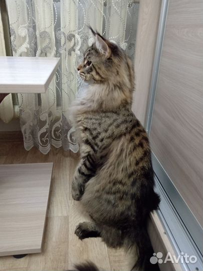 Мейн-кун вязка