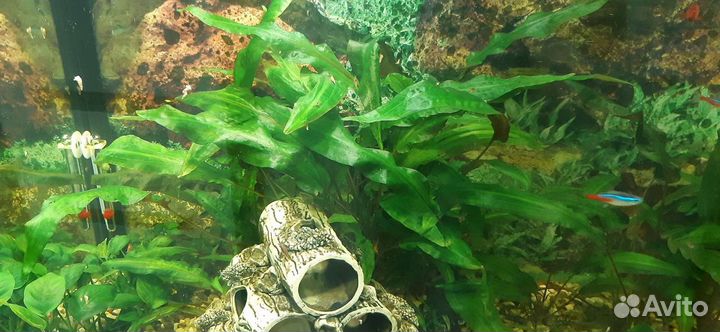 Улитки Хелена,Растения