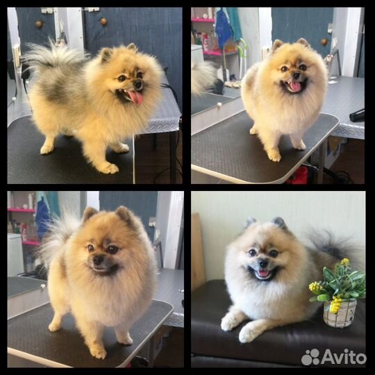 Стрижка собак и кошек