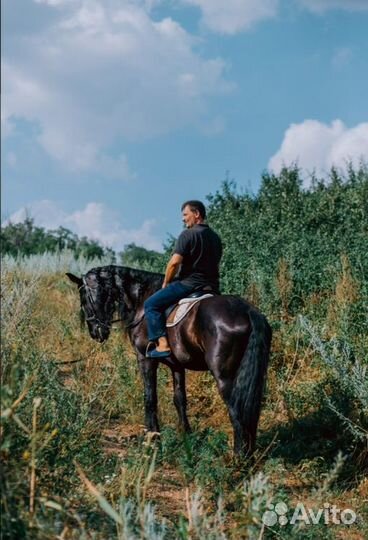 Конные прогулки