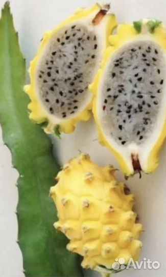 Питaхайя красная (мякоть) и желтая или дрэгон фрут