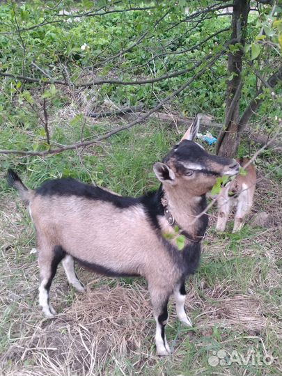 Козел альпиец чп