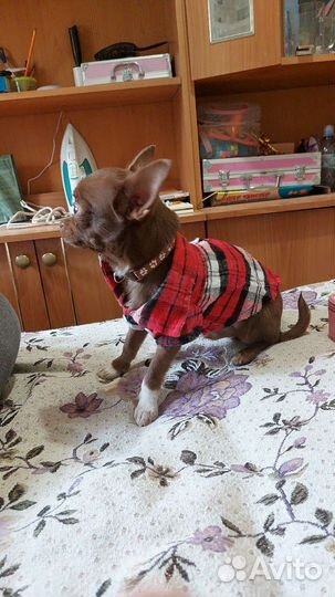 Чихуахуа мини