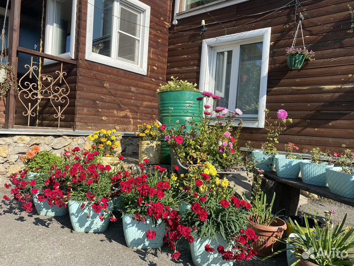 Цветы гвоздика вегетативная