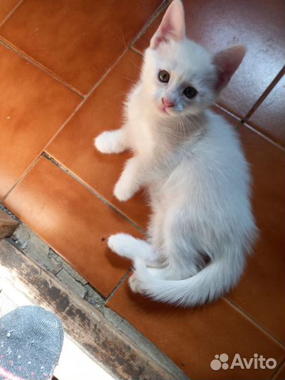 Котята