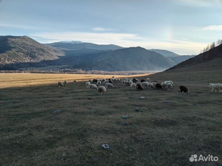 Овцы бараны