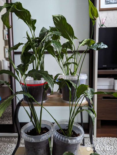 Комнатные растения