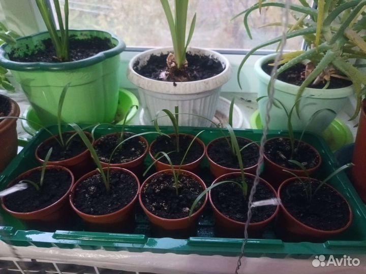 Гиппиаструм