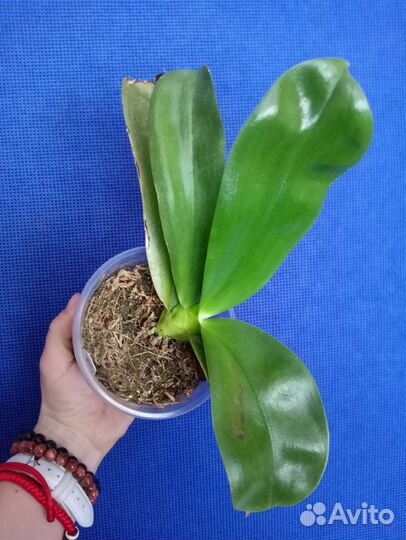 Орхидея P. Yaphon the hulk микс