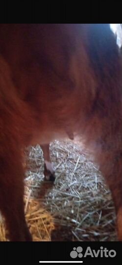 Козочка нубийская