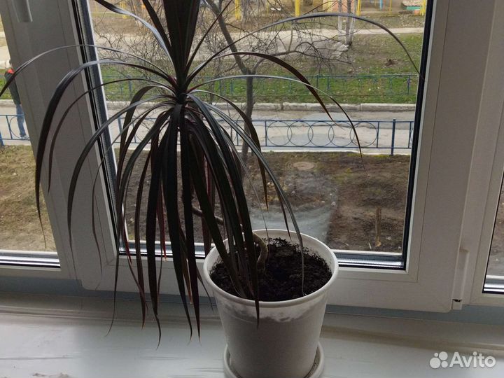 Пальма драцена