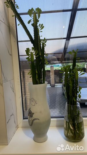 Кактус молочай