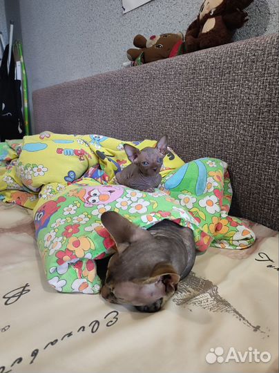 Котята сфинкс