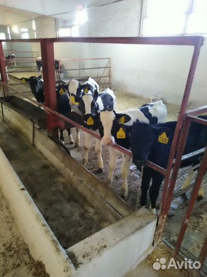 Бычки на откорм