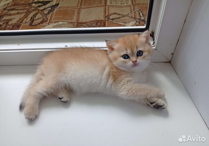 Британская короткошерстная кошка