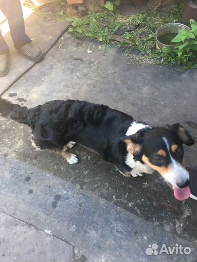 Отдам щенков