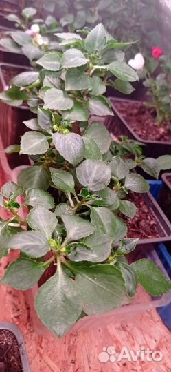 Бальзамин белый ампельный, рассада