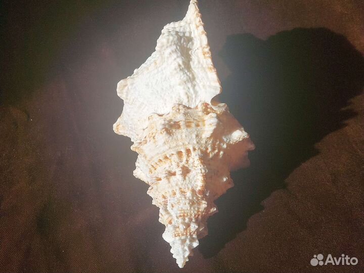 Ракушка морская большая