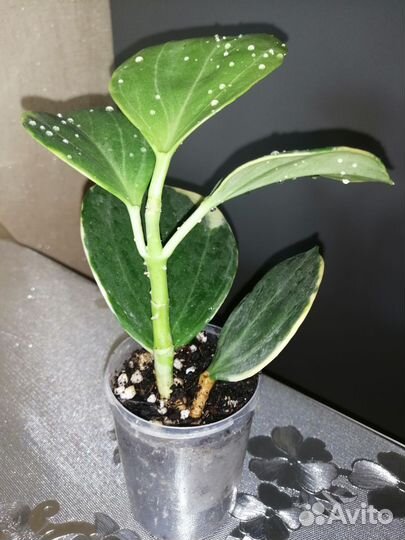 Хойя Пахиклада альбо