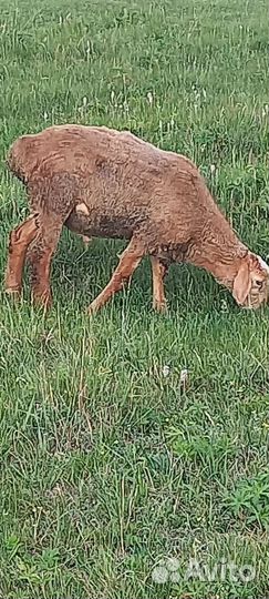 Эдильбаевские барашки