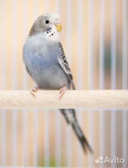 Волнистый попугай фиолетовые птенцы