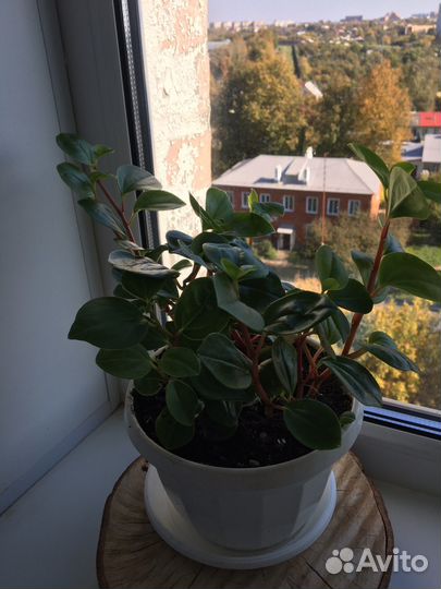 Переромия головатая