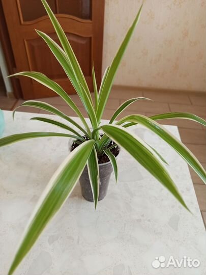 Хлорофитум