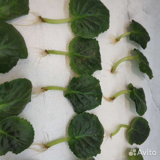 Фиалки (укоренённые листья)