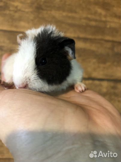 Морские свинки.1-2 мес. Малыши. Мальчики