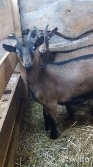 Альпийские козочки и козлики