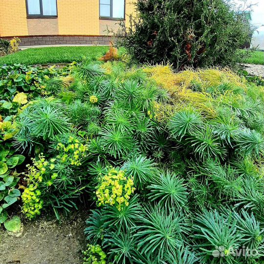 Молочай декоративный