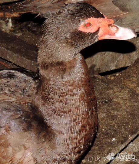 Индюки, индоутки