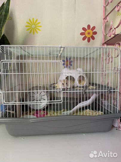 Хомяк с клеткой