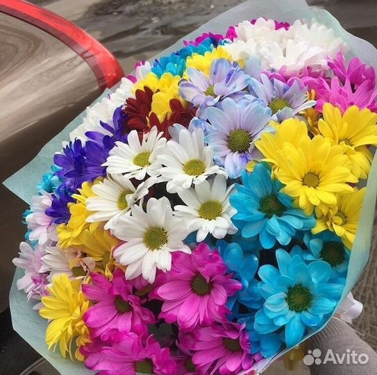 Радужная хризантема ромашковая. Цветы доставка