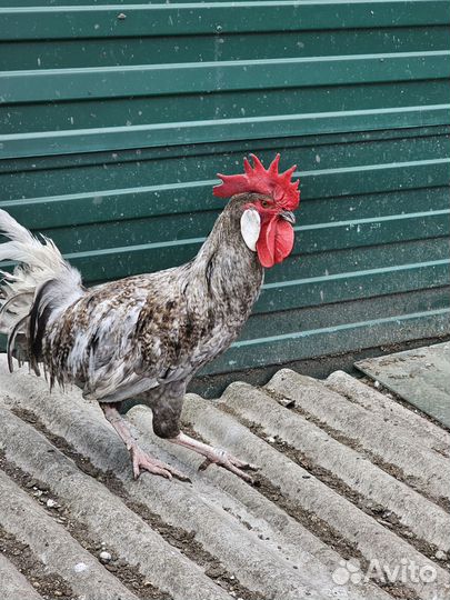 Молодой петух