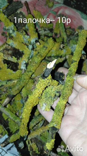 Мох. Лишайник, кальцесмесь для ахатин