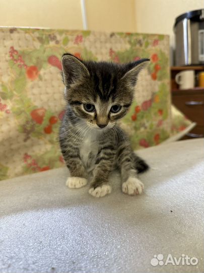 Кошка 